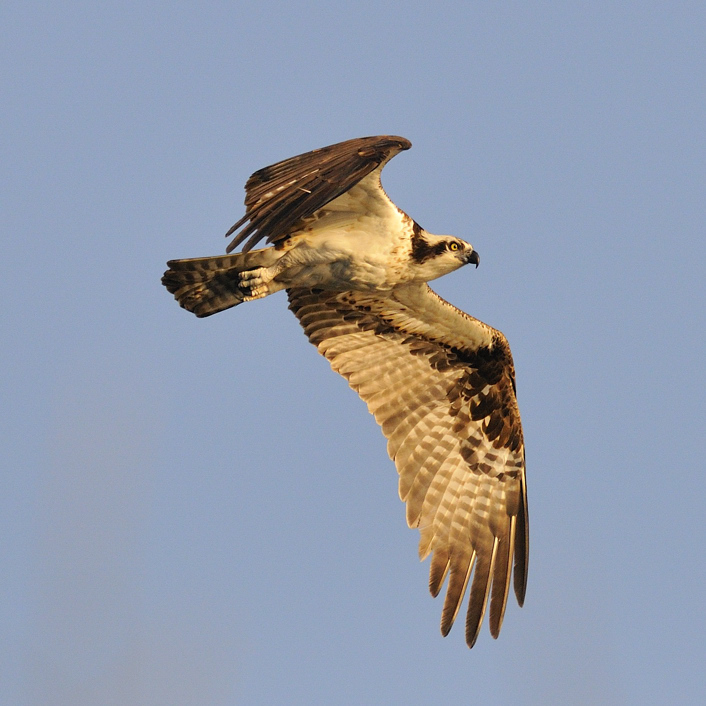 Osprey