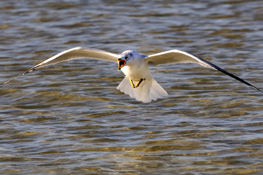 Ring-billed gull