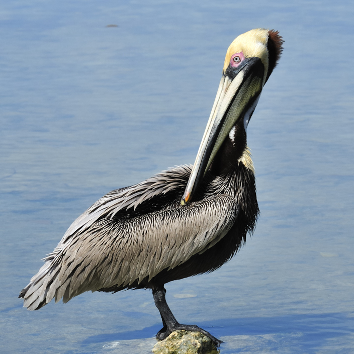 Brown pelican