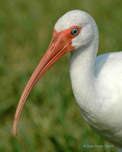 Ibis 9-7-07