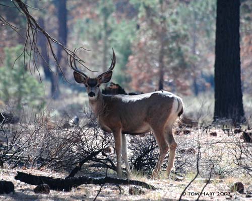 Mule Deer