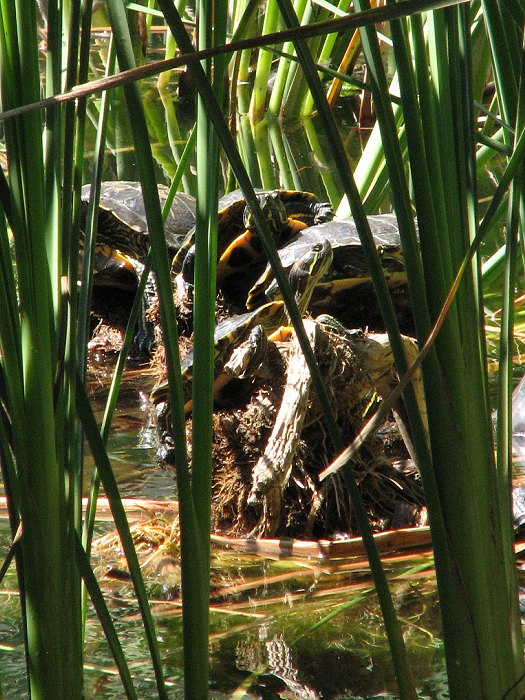 Turtles