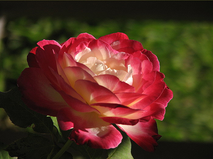 Double Delight