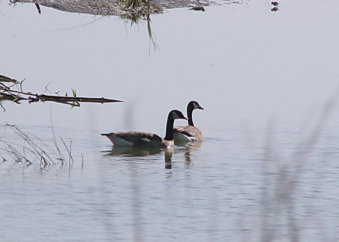 Canada Geese