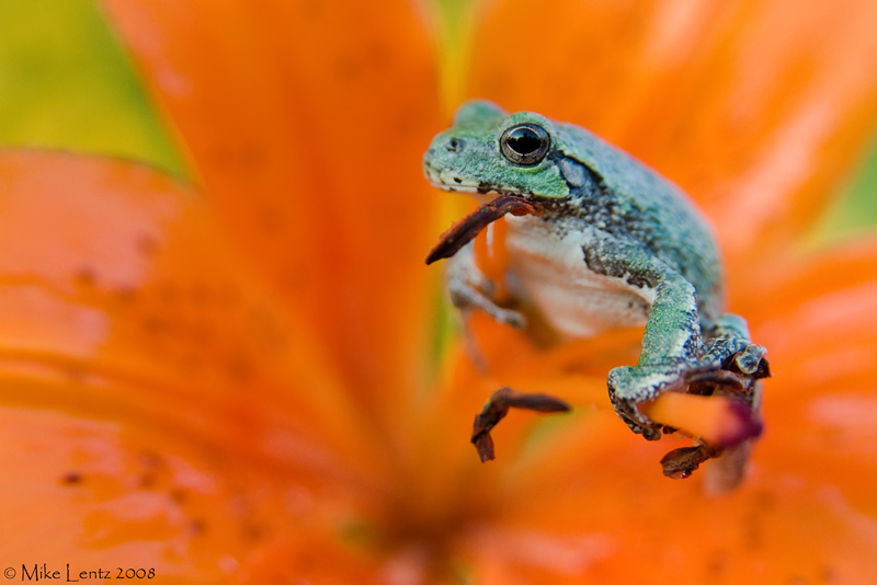 Copes gray tree frog on Tiger Lilly
