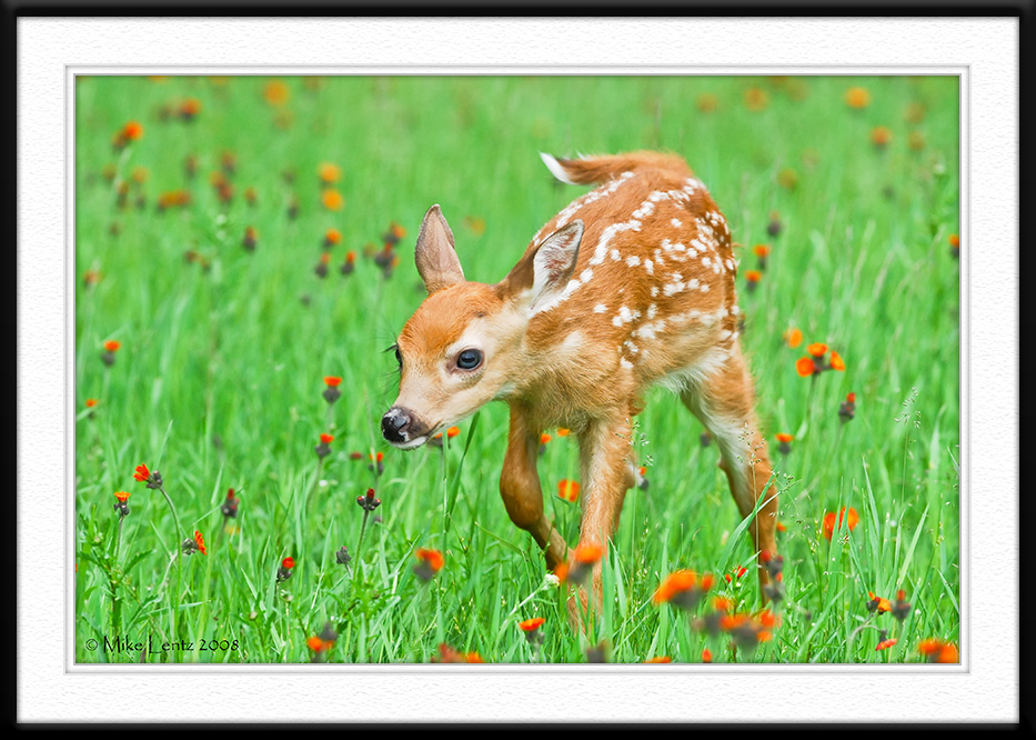 Fawn nose down
