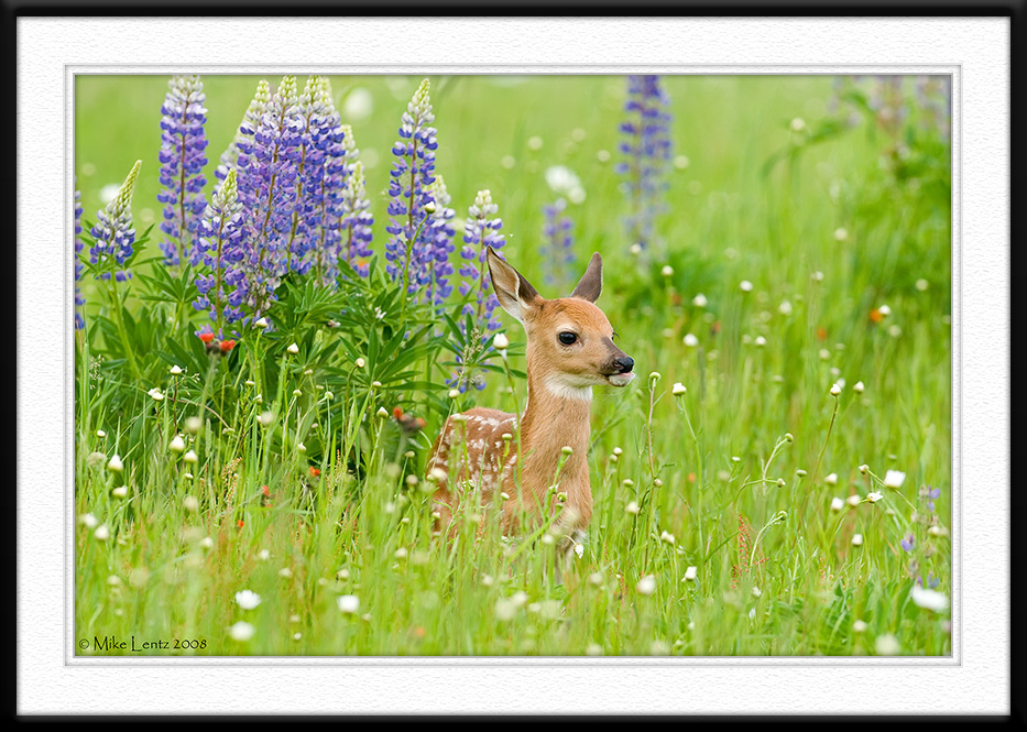 Fawn in flowery scene