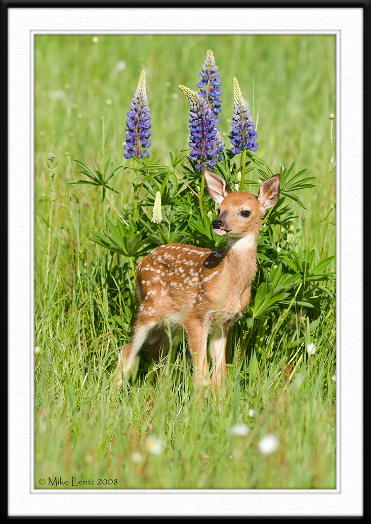 Fawn near Lupine