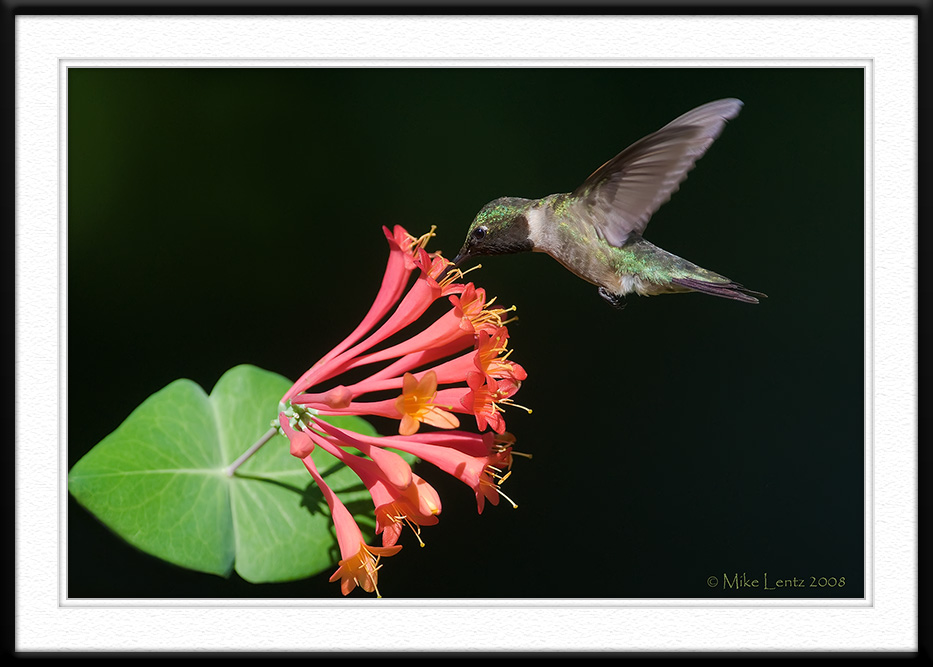 Floating above honeysuckle