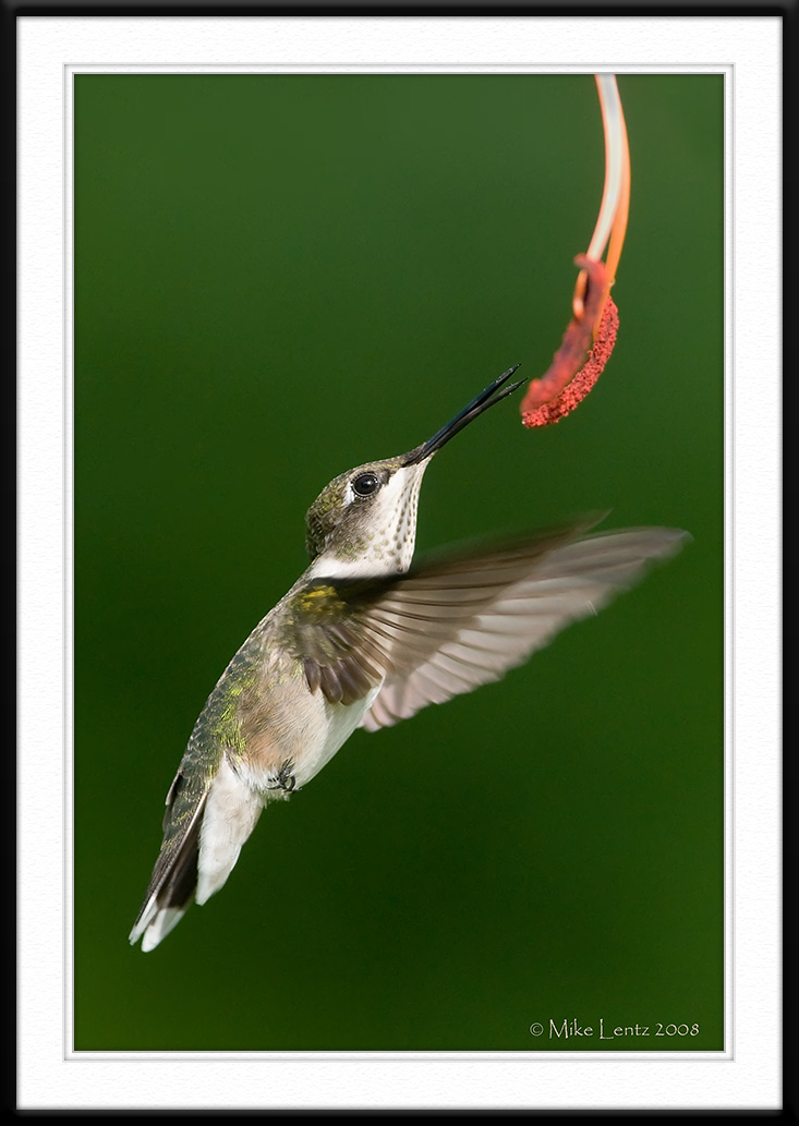 Stamen taste
