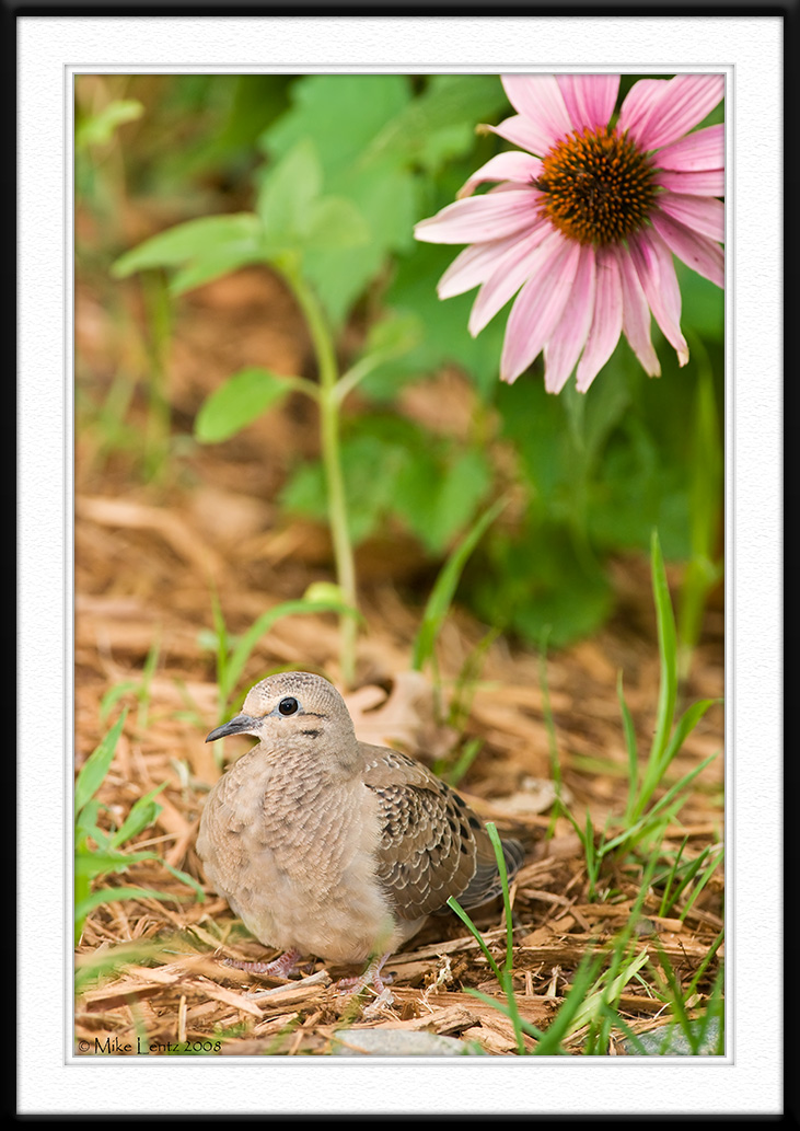 Mourning Dove