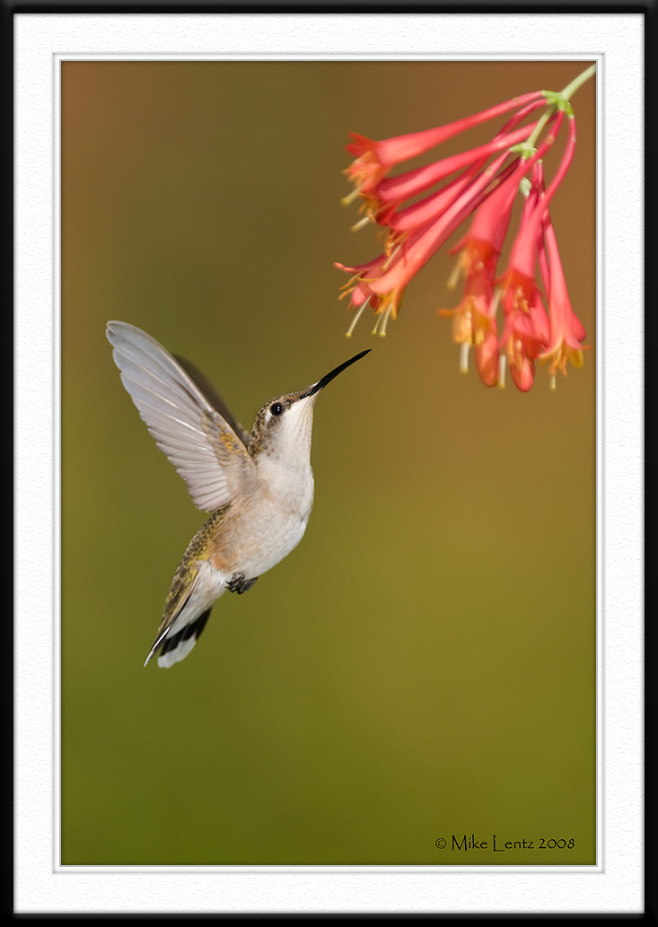 Honeysuckle scene