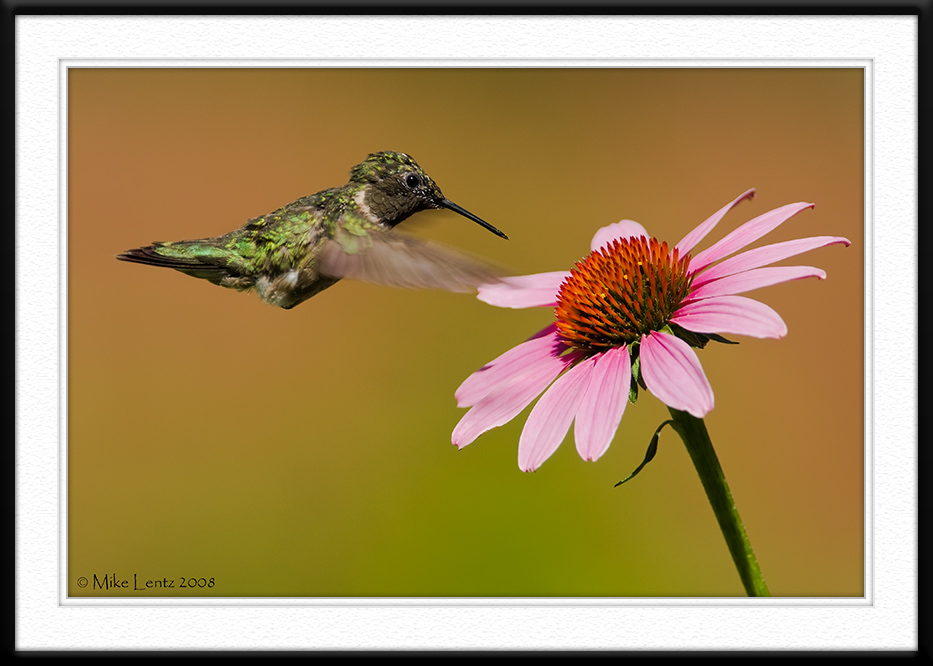 Coneflower exploration