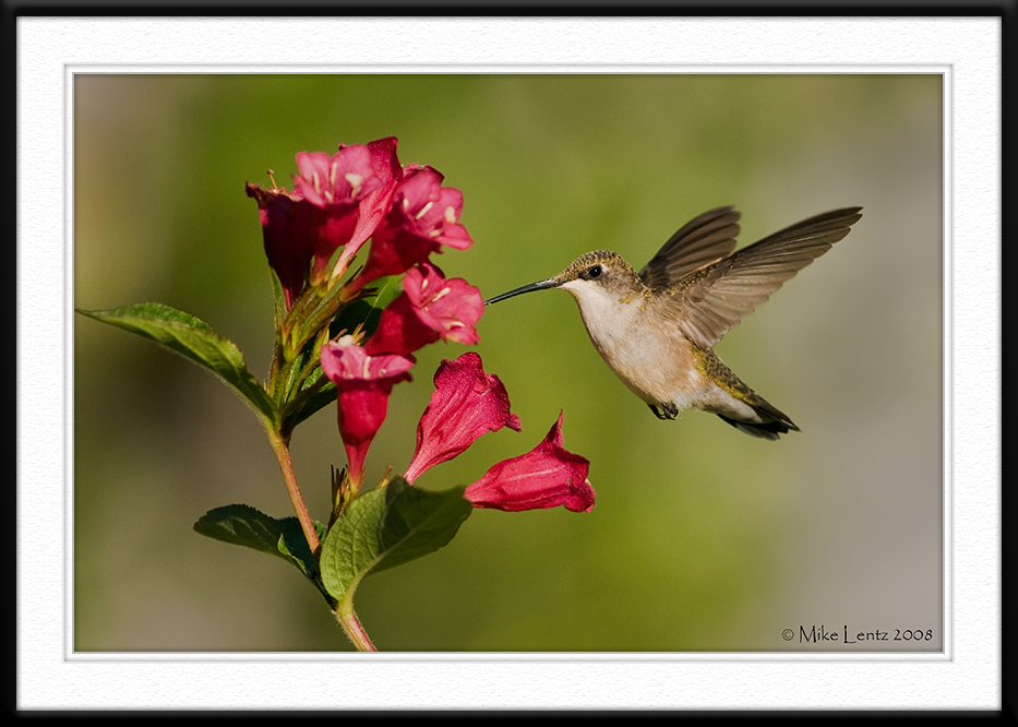 Weigela at the next stop