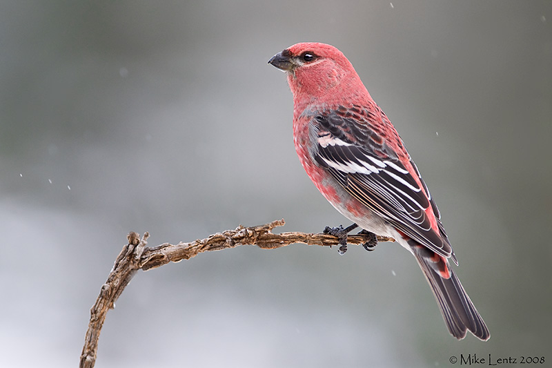 Pine Grosbeak (male)