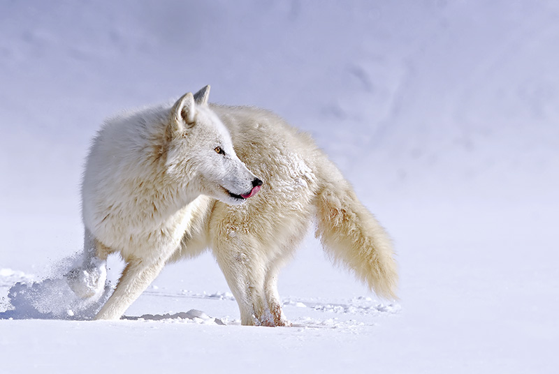 Arctic Wolf About Face