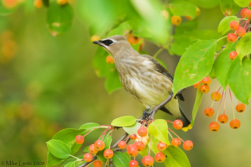 Cedar waxwing in berries