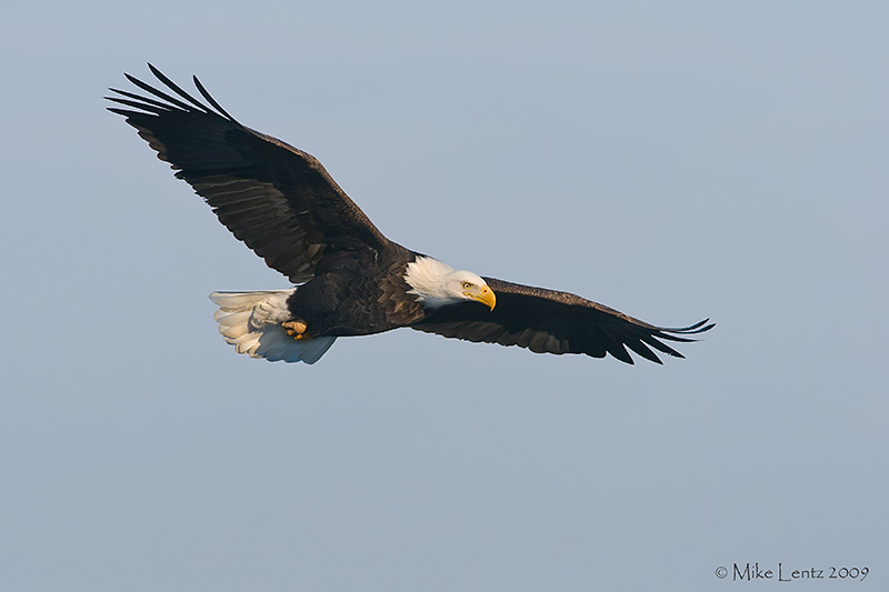 Graceful flyer