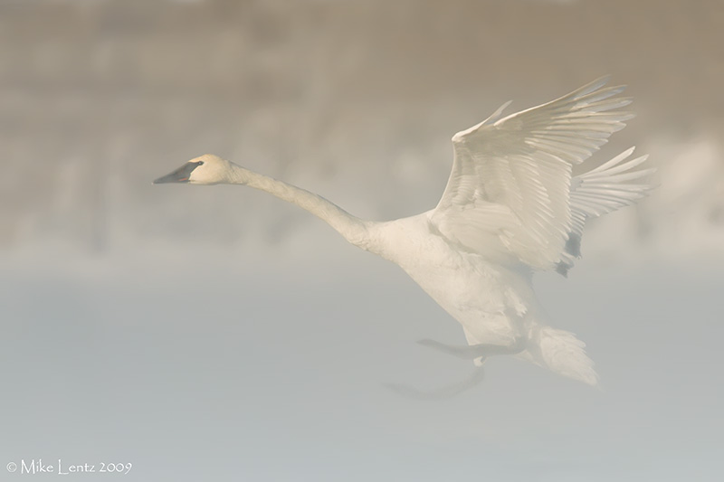 Trumpeter landing in fog