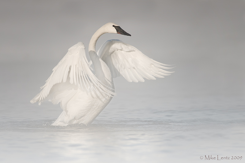 Trumpeter Swan (steamy starts)