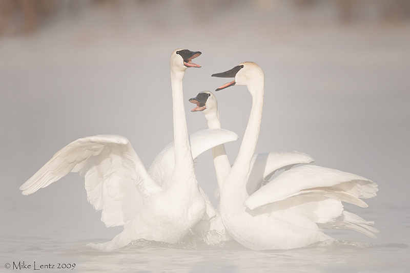 Trumpeter Swan gathering