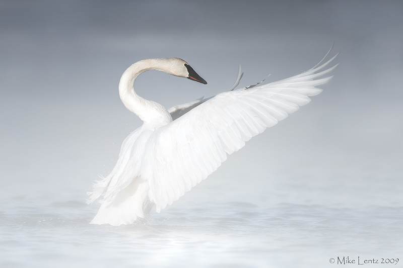 Trumpeter Swan in the mist