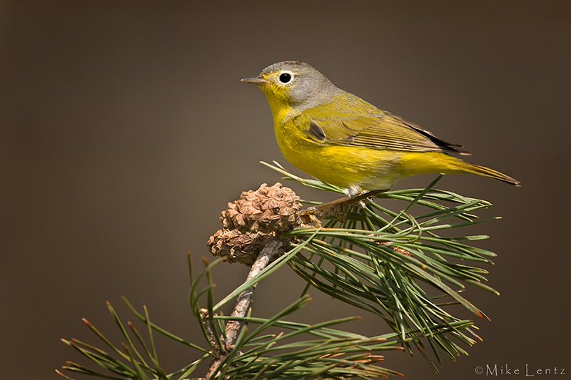 Nashville Warbler
