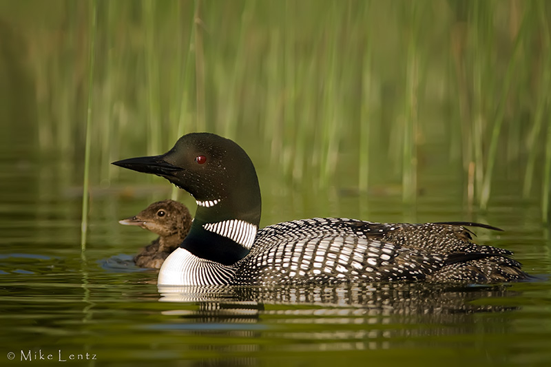 Protective parent