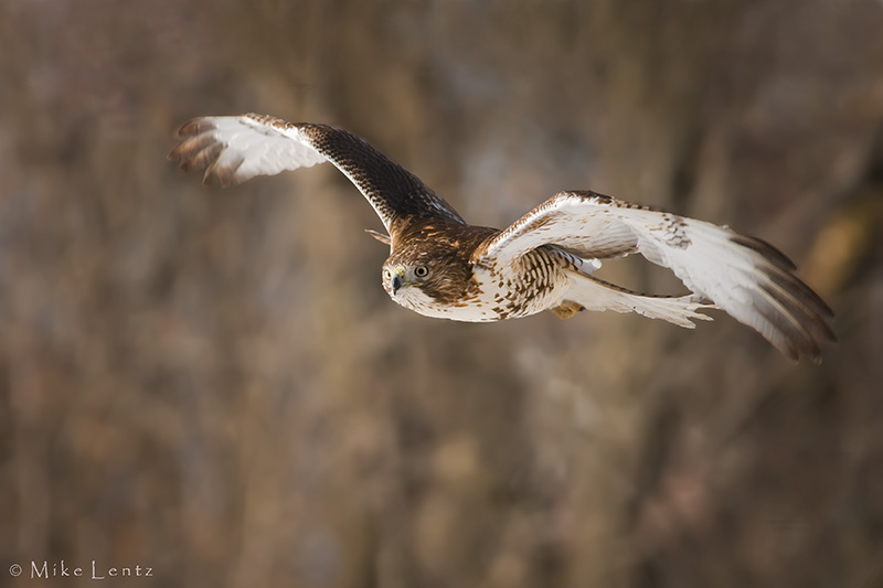 Red tailed hawk approaches prey