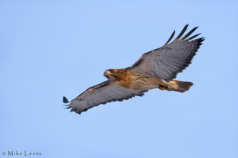 Red tailed hawk gliding