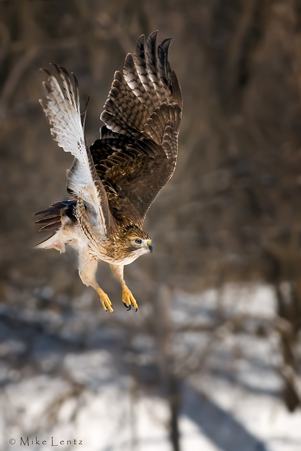 Redtail Hawk jumps!