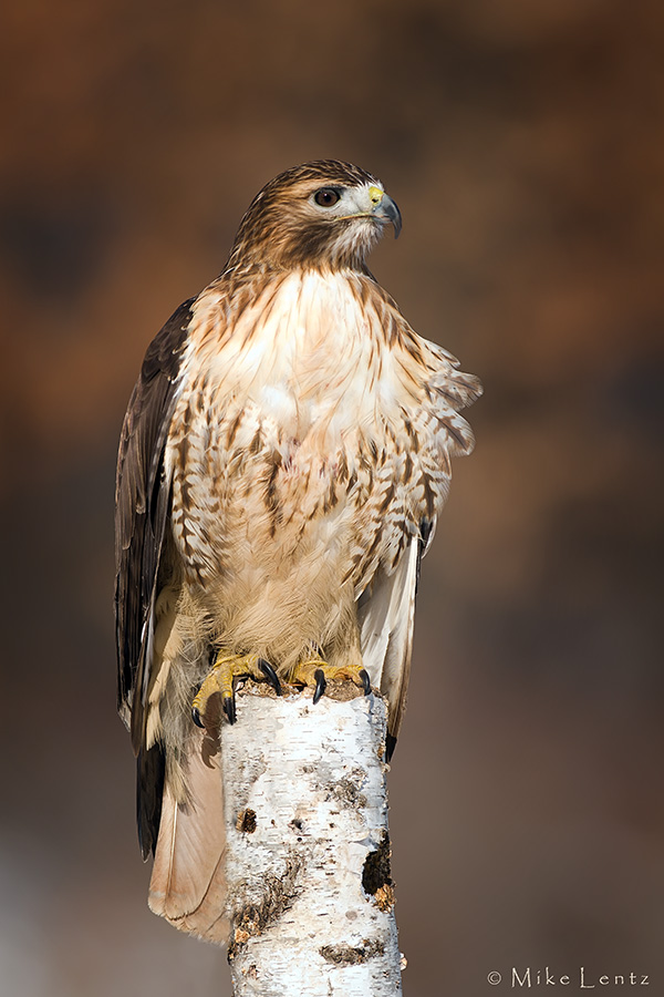 Red tailed Hawk on perch