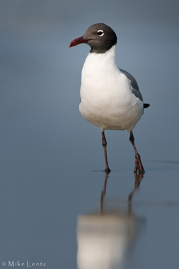 Laughing Gull