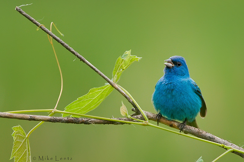 Indigo Bunting