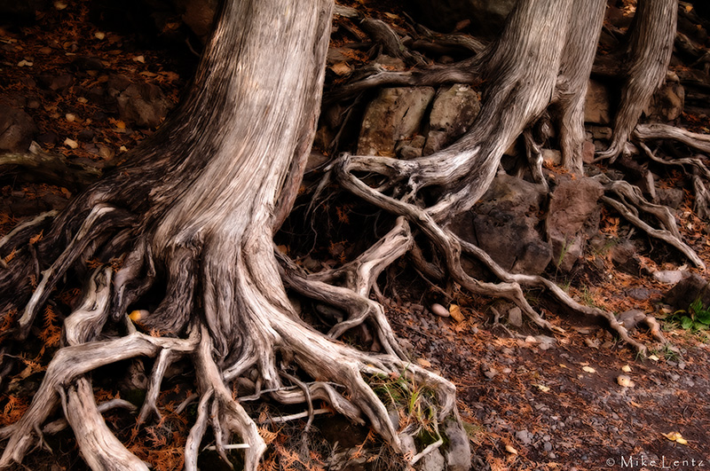 Roots on the river