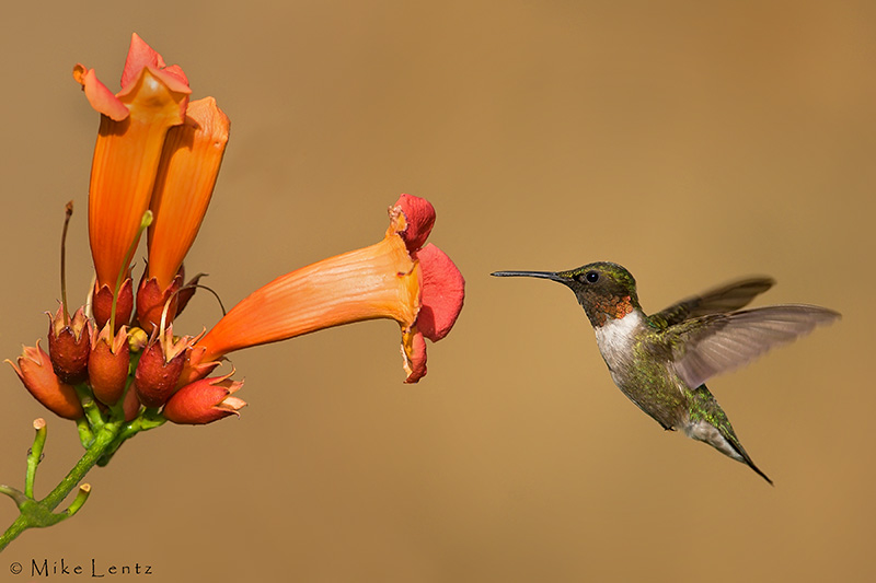Ruby Throated Hummingbird near Trumpet Vine