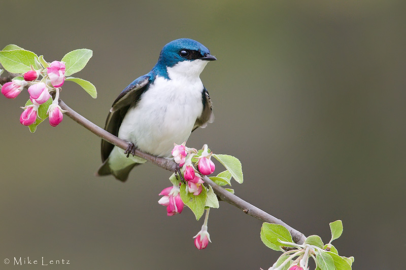 Tree swallow