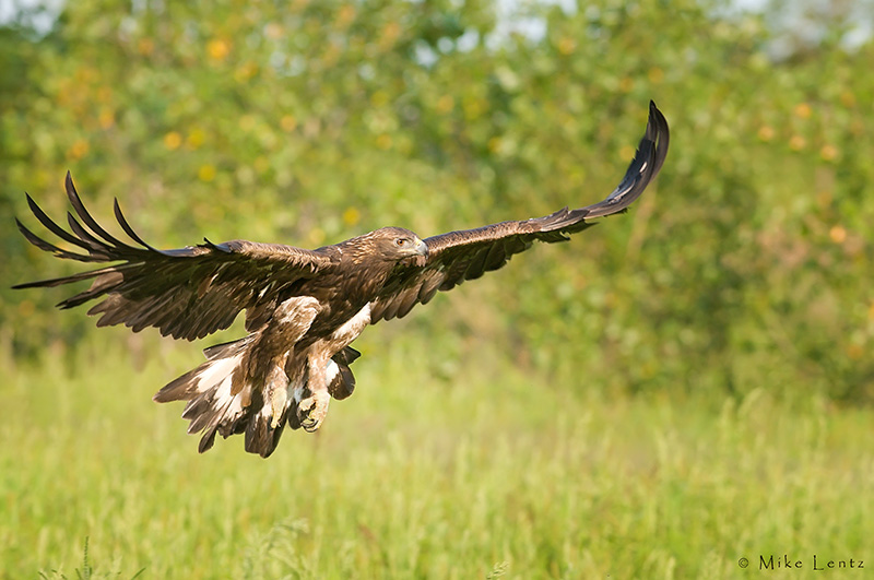 Golden Eagle