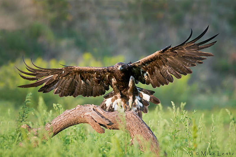 Golden eagle