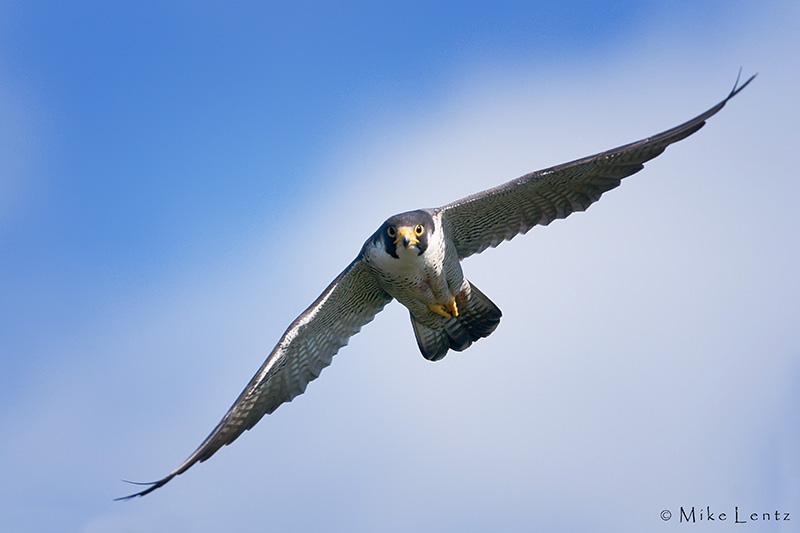 Peregrine Falcon
