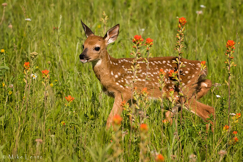 Fawn in orange flowers