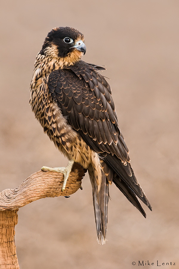 Peregrine Falcon (juvenile)