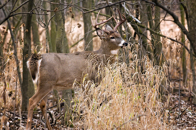 ten point buck