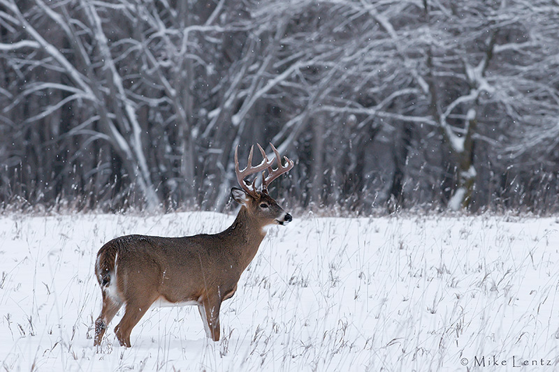 Buck in winter snow scene