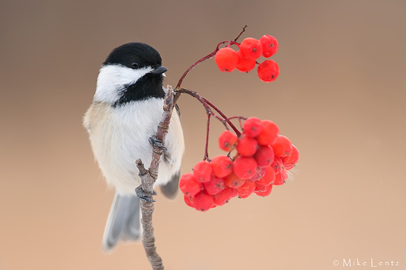 Black capped chickadee