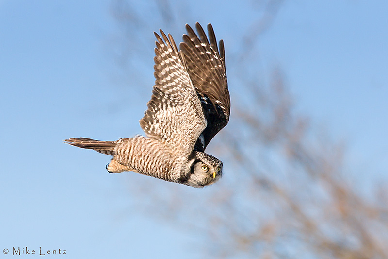 Northern Hawk Owl