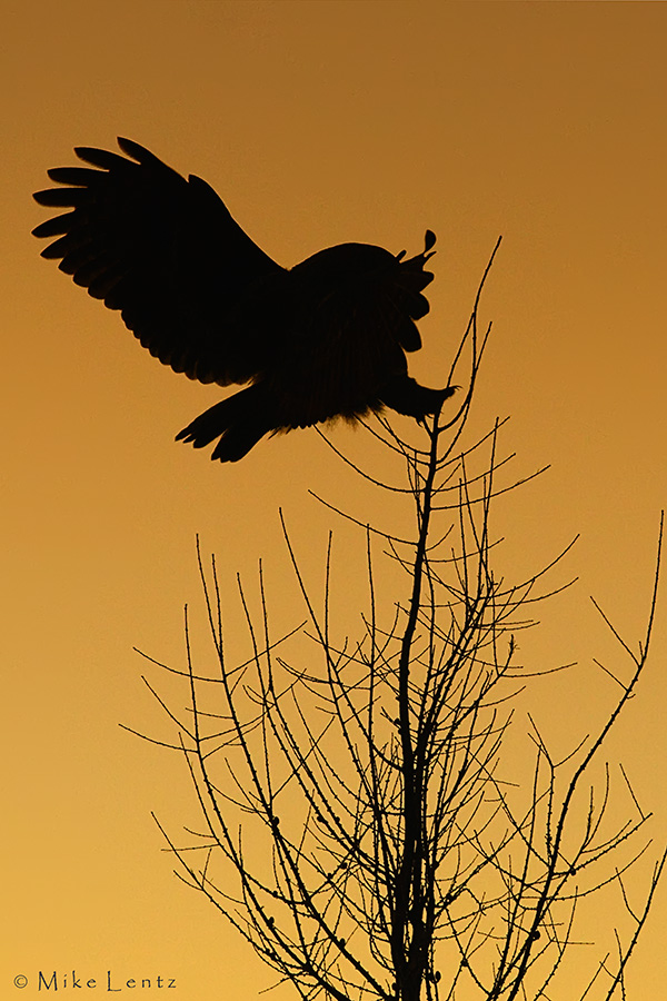 Great Gray owl  (sunset silhouette )