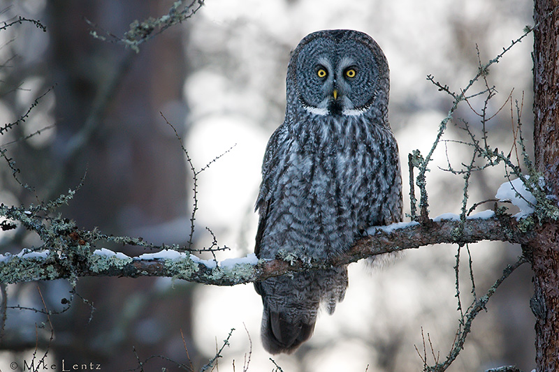 Great Gray Owl in boreal forest habitat