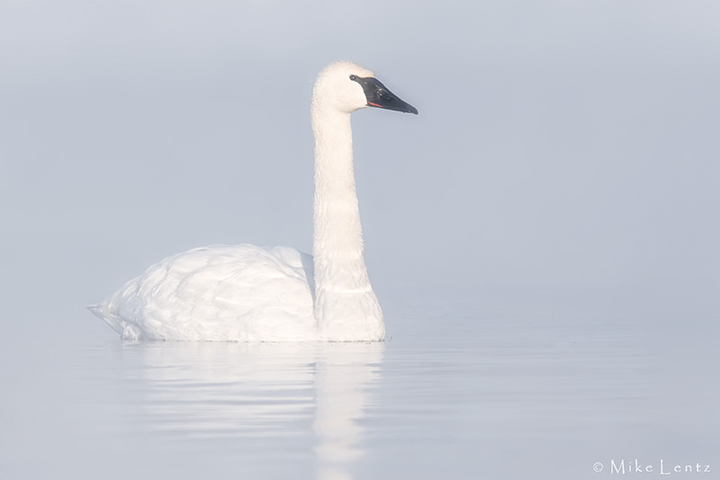 Trumpeter Swans stoic in steam