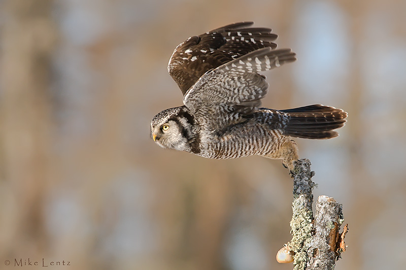 Northern Hawk Owl launches from perch